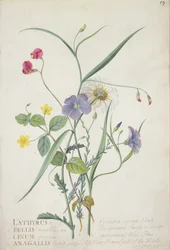 Lathyrus nissolia, Chrysanthemum leucanthemum, Linum perenne, Lysimackia nemorum, 1767 (grafit, wc og gouache på pergament)